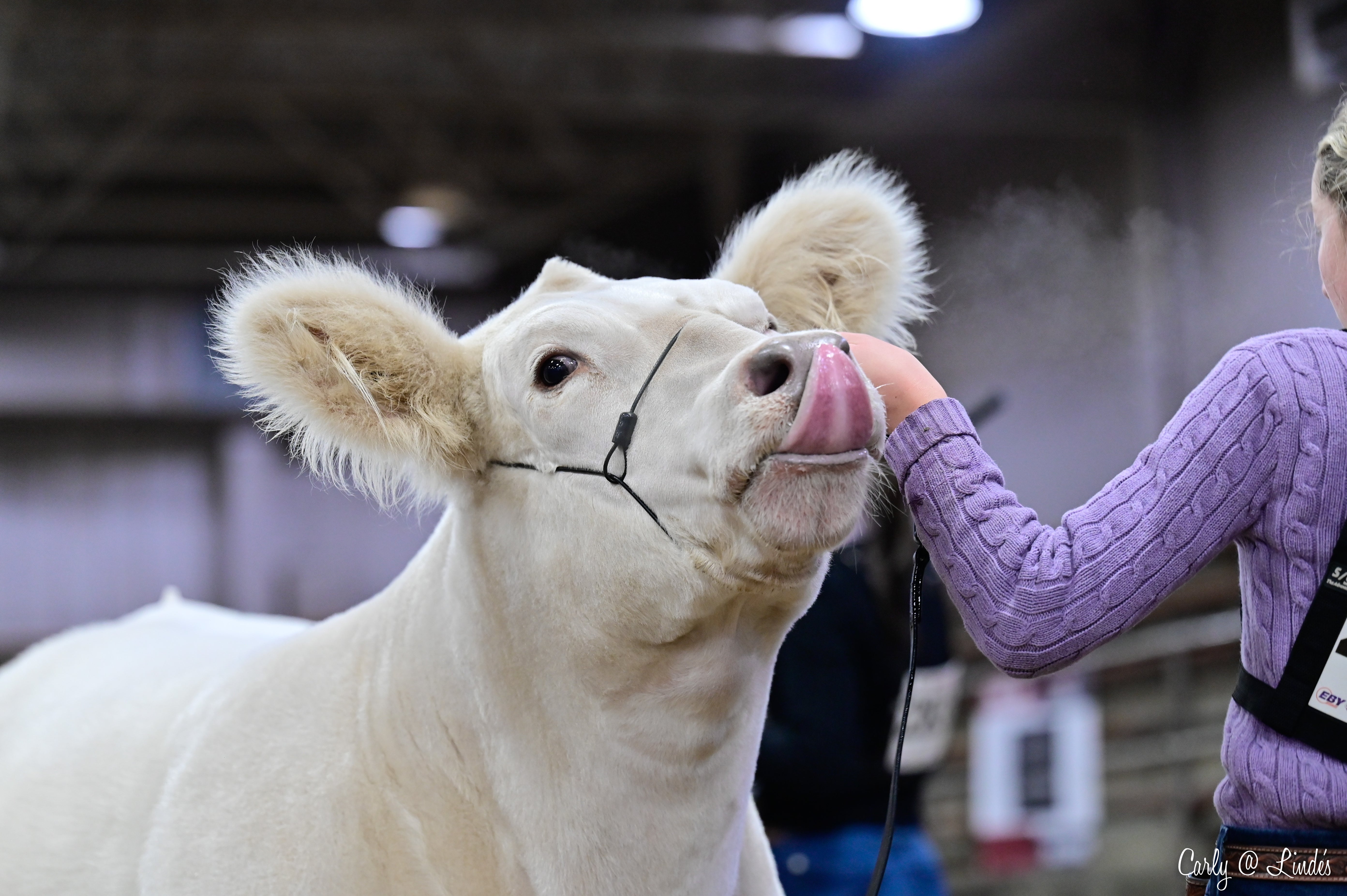 White cow being petted by a person in a purple sweater at an indoor event.