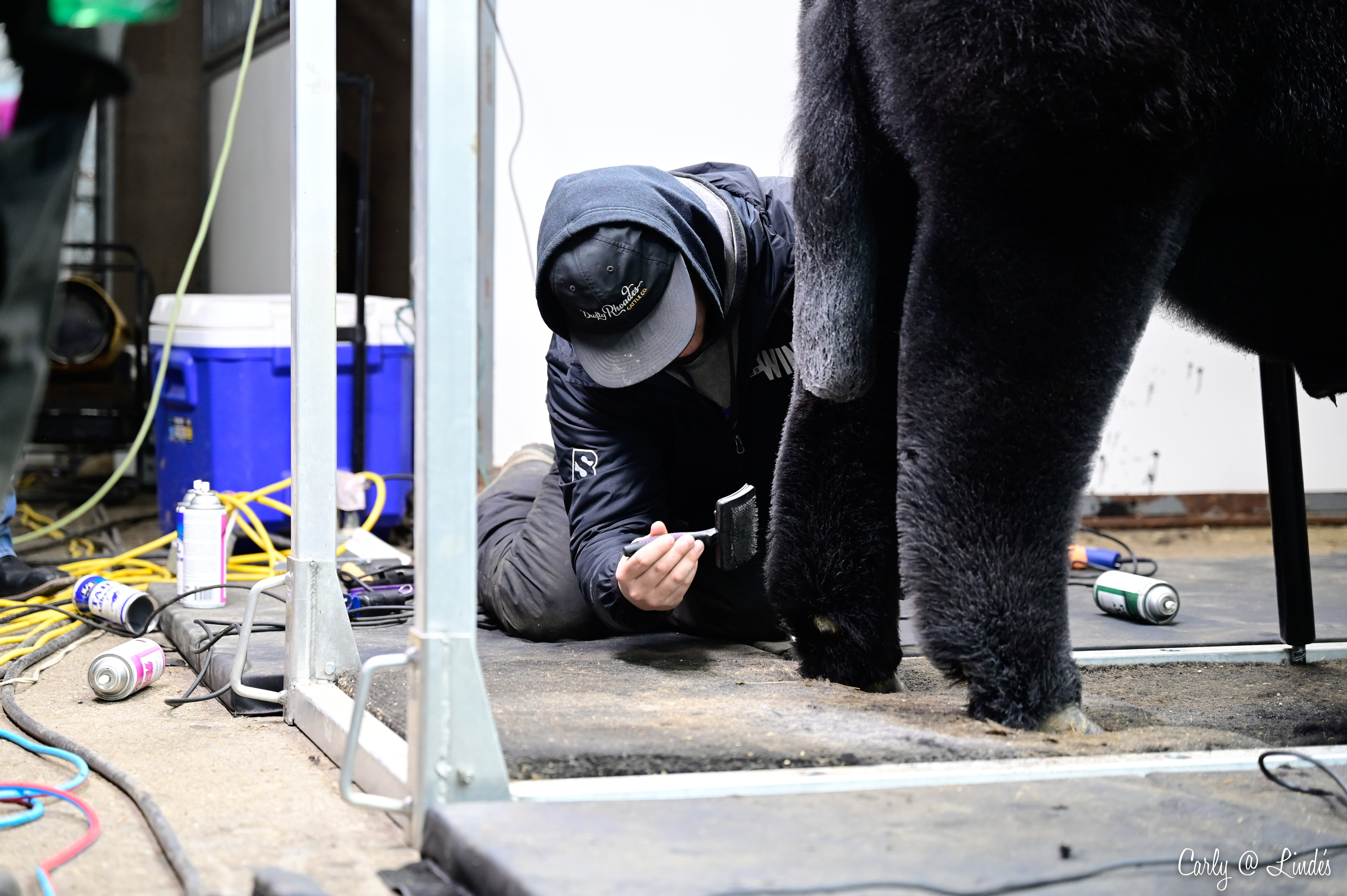 Person working on a large black cow with tools on a platform.