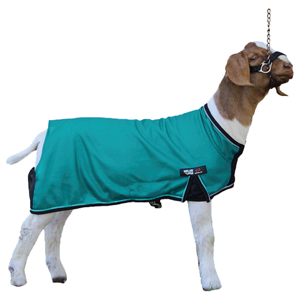 Goat wearing a green coat on a white background