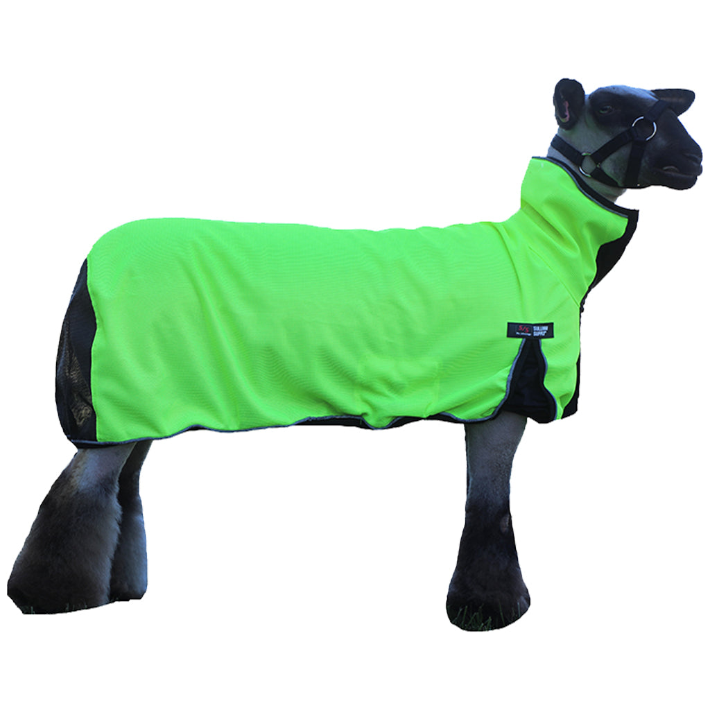 Sheep wearing a bright green coat on a white background