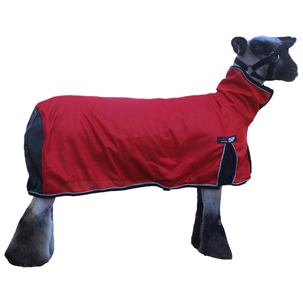 Sheep wearing a red coat on a white background