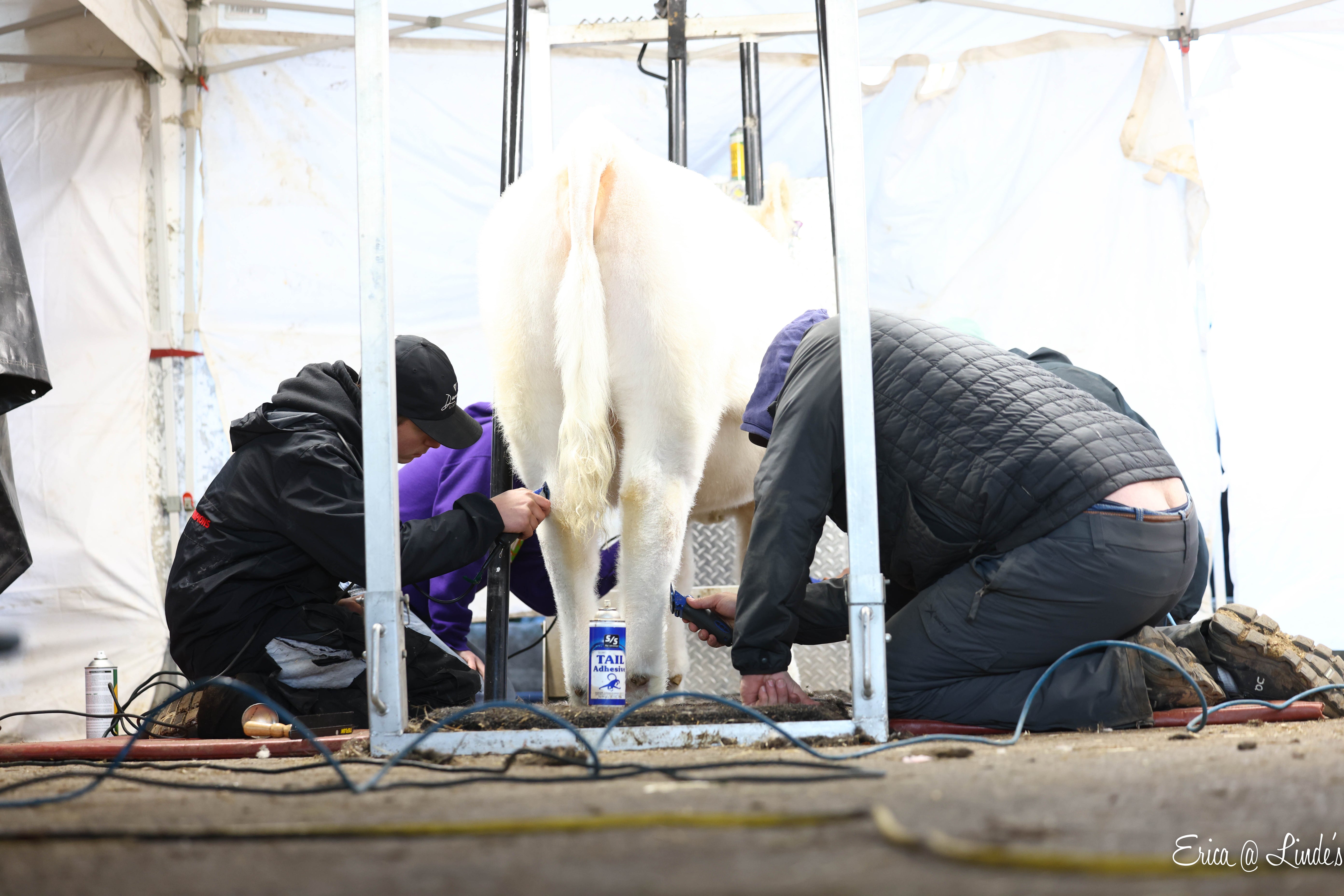 People fitting a cow under a tented structure