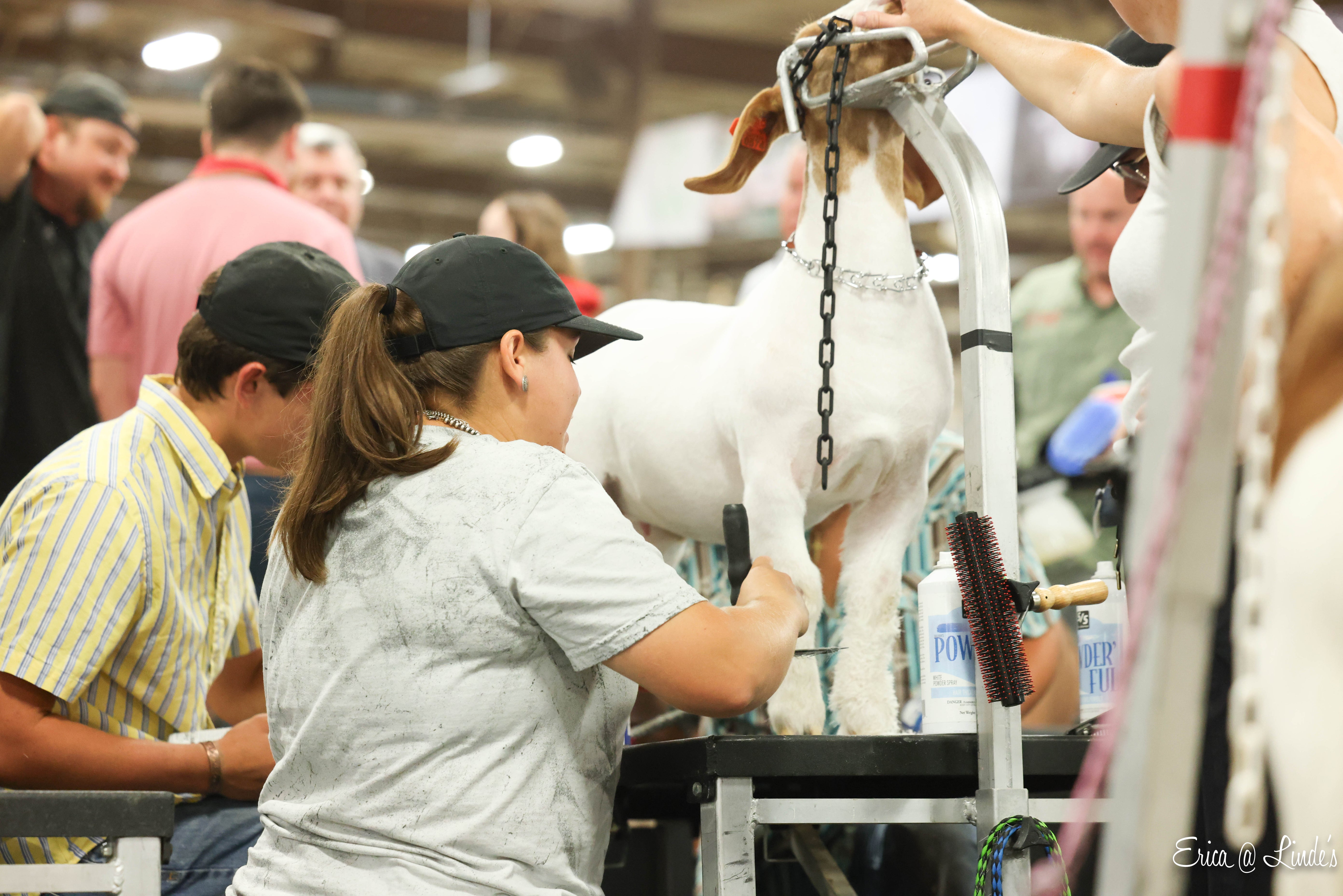 People grooming a goat at a livestock show
