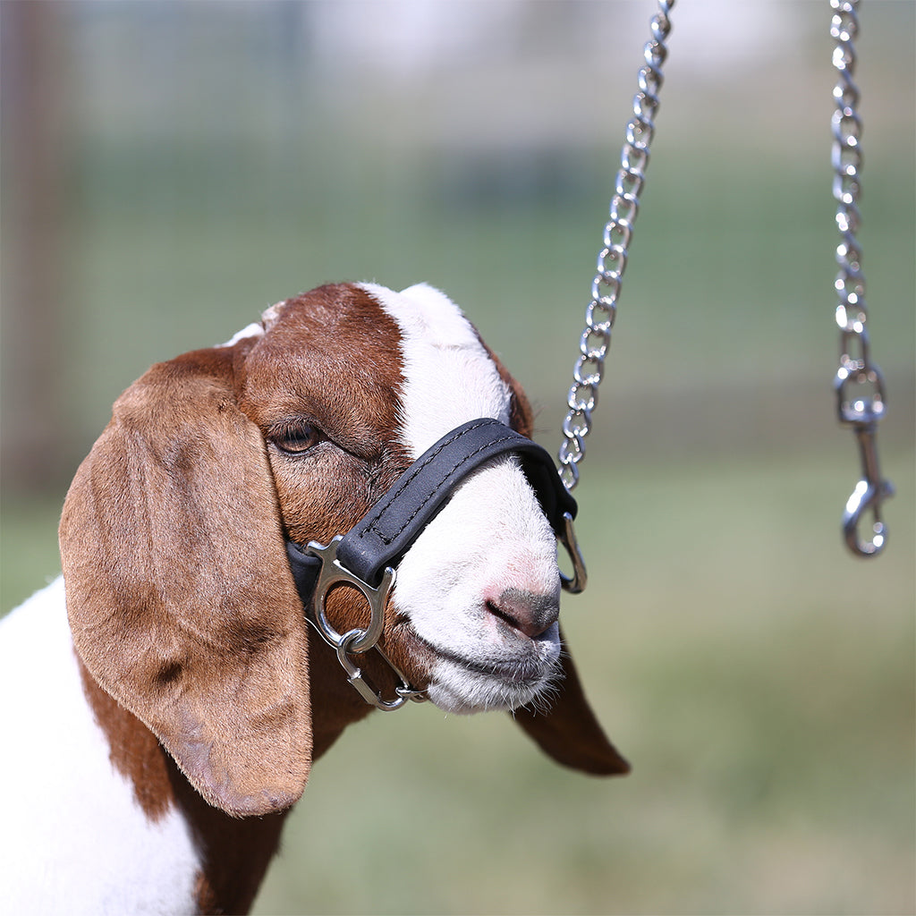 Goat with a halter on a blurred natural background