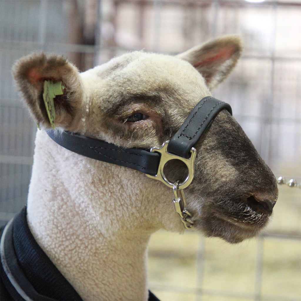 Sheep with a black halter in an indoor setting