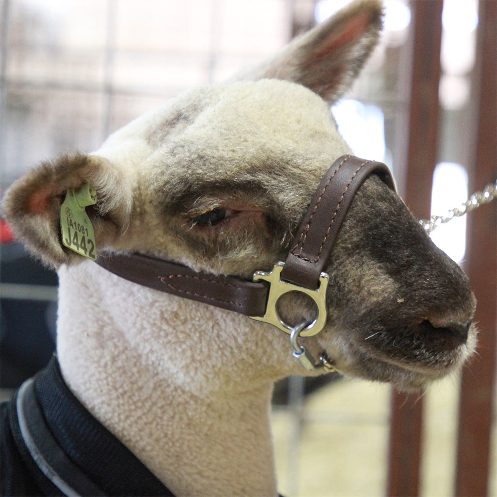 Close-up of a sheep wearing a brown halter with a blurred background