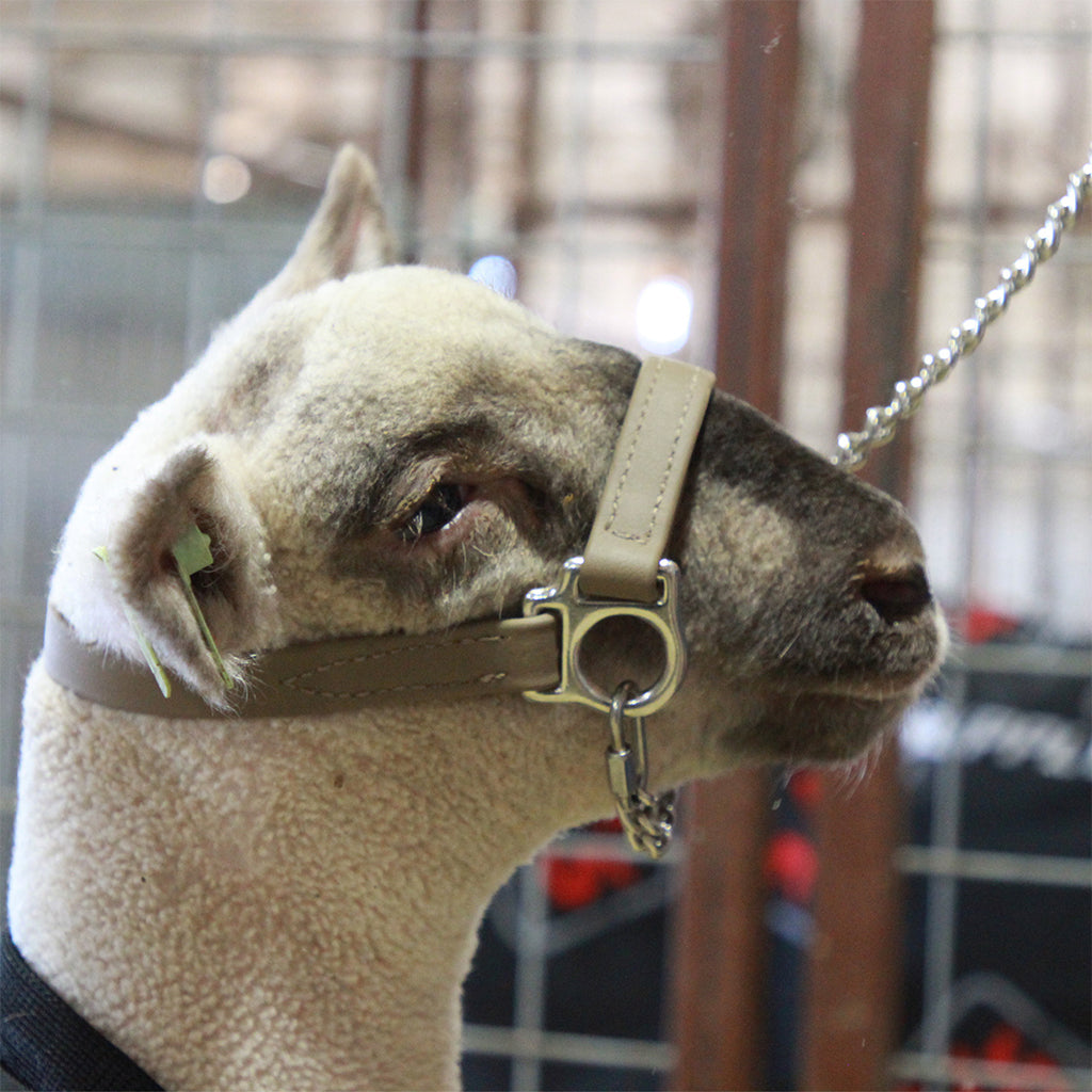 Close-up of a sheep wearing a halter in an indoor setting