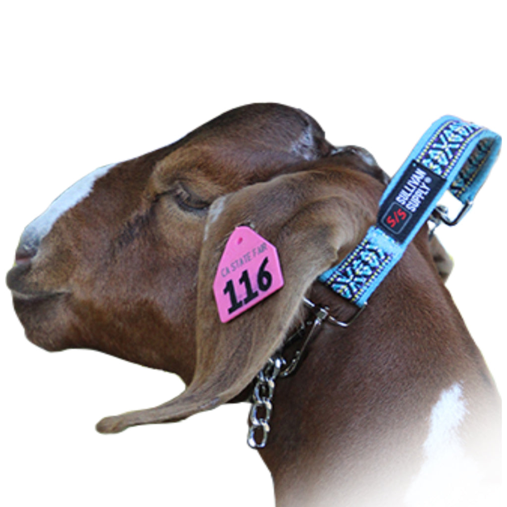 Goat wearing a blue collar with a pink tag on a white background