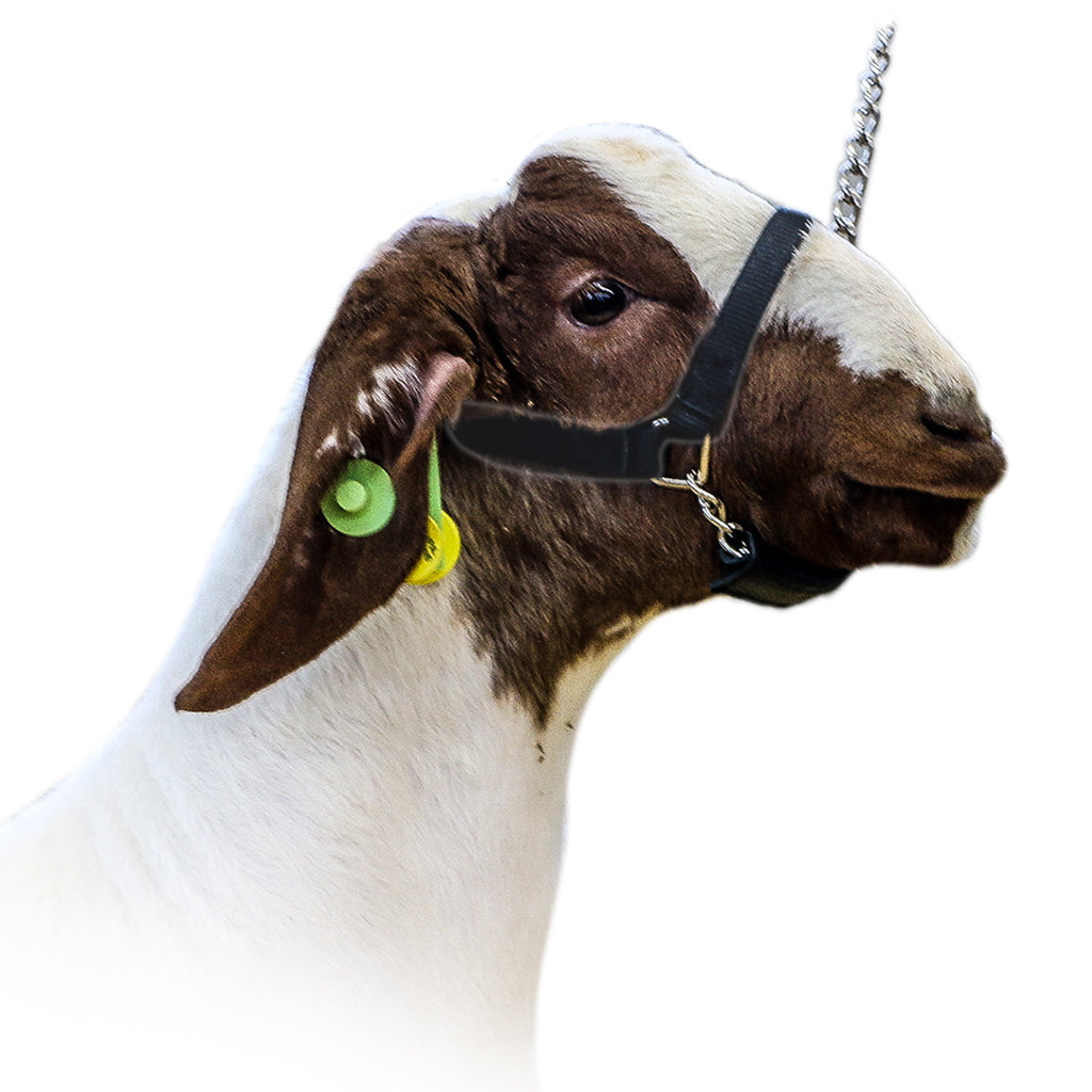 Goat with a halter on a white background