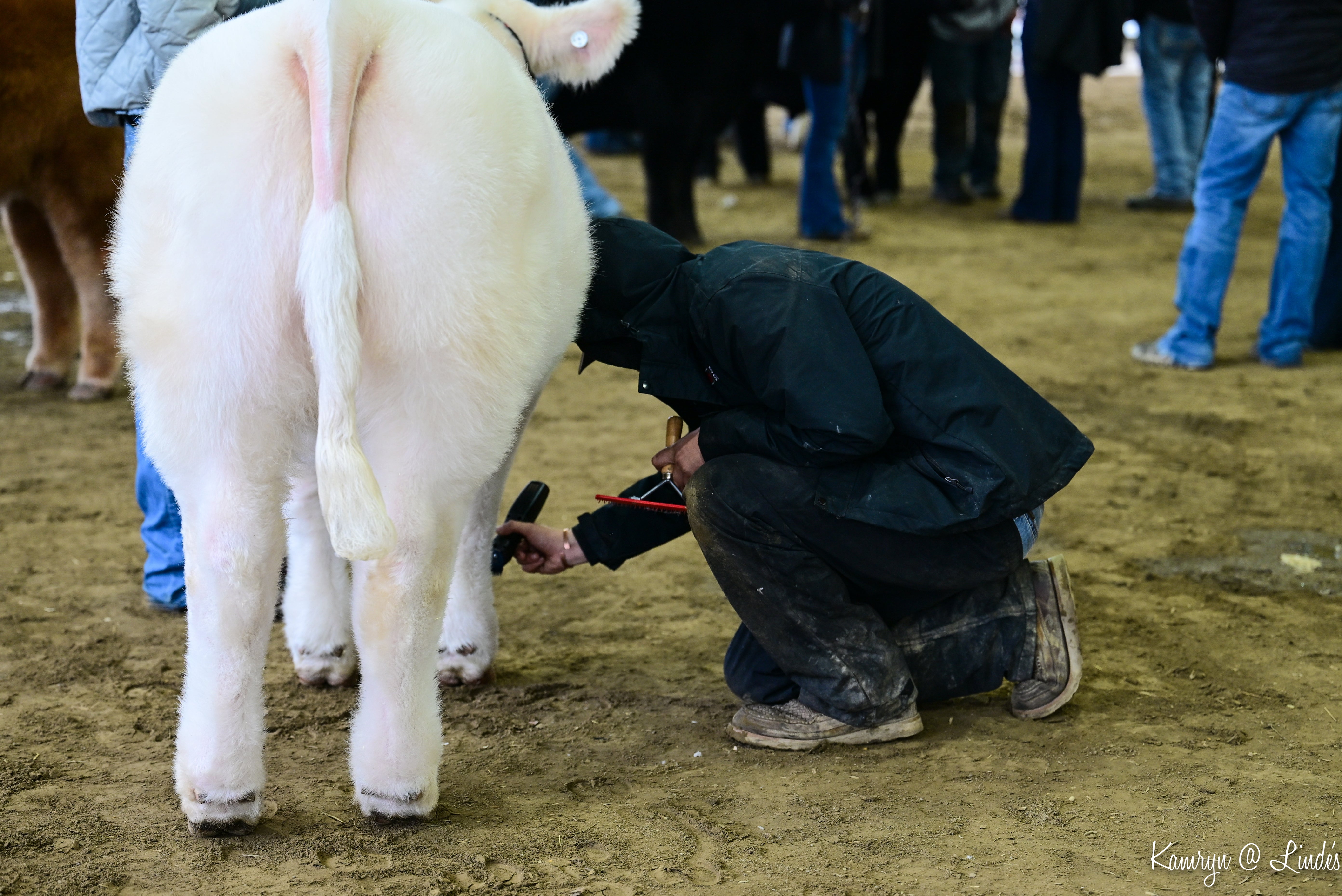 Person examining a white cow at an outdoor event with people and animals in the background.