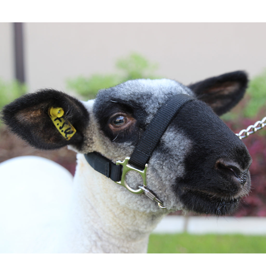 Sheep with a black face and white wool, wearing a halter, with a blurred background.