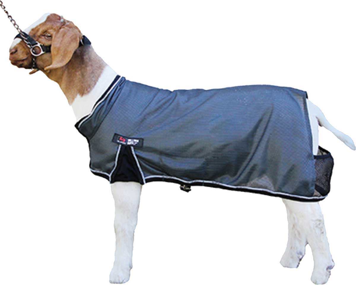 Goat wearing a blue coat on a white background