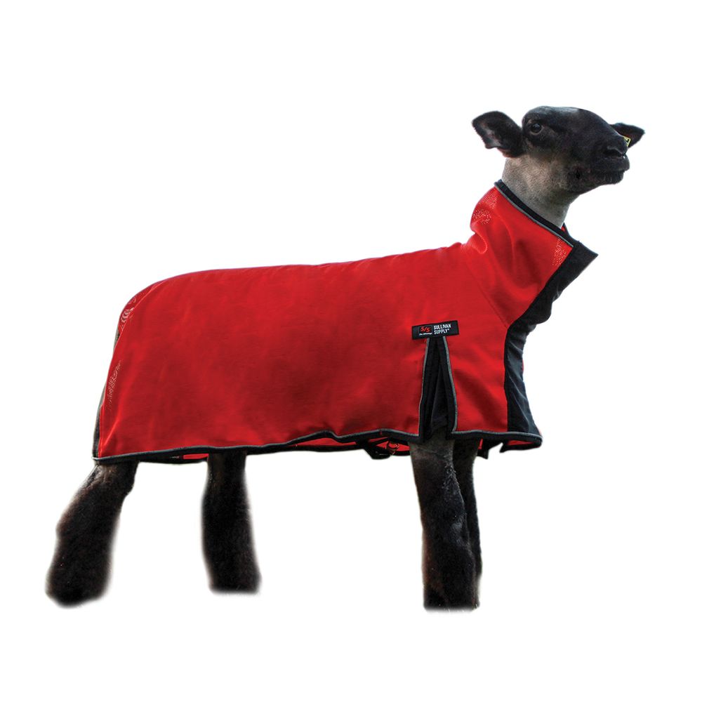Sheep wearing a red coat on a white background