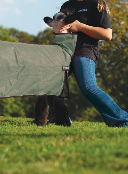 Person adjusting a green horse blanket on a horse in an outdoor setting