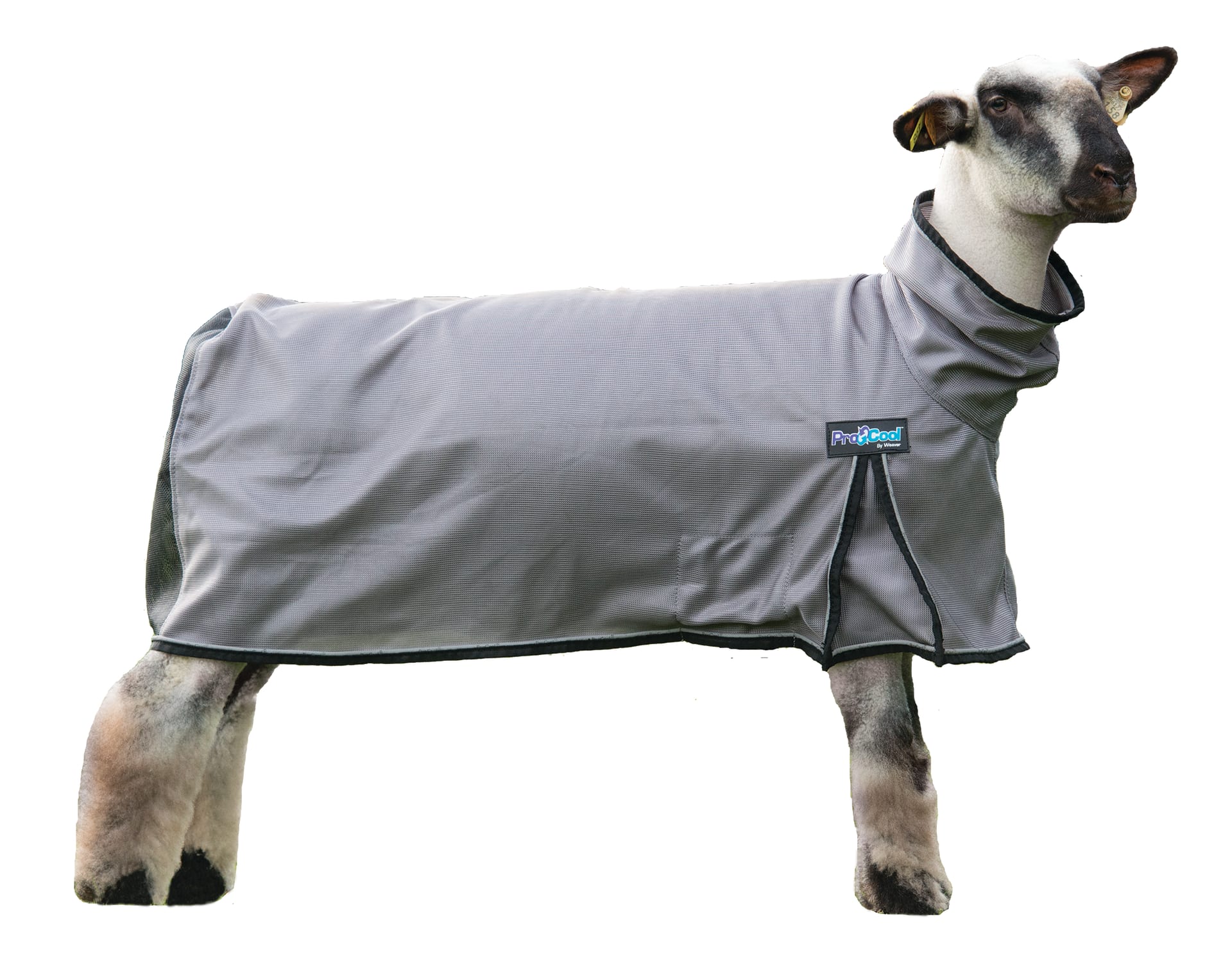 Sheep wearing a gray jacket with a visible brand logo on a white background