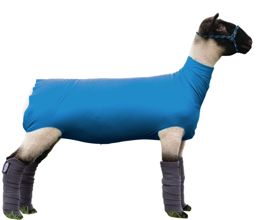 Sheep wearing a blue coat on a white background
