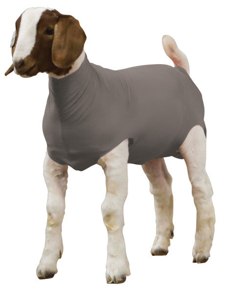 Goat wearing a gray sweater on a white background