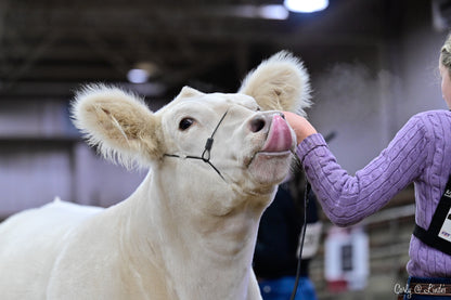 White cow being petted by a person in a purple sweater at an indoor event.