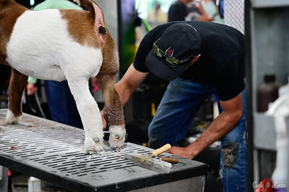 Person grooming a goat on a table with tools in a workshop setting