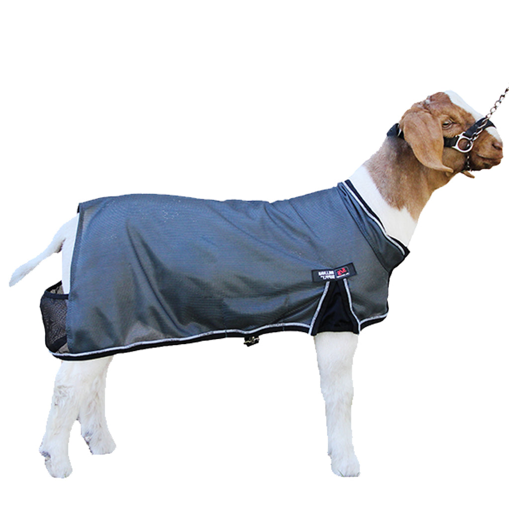 Goat wearing a gray coat on a white background