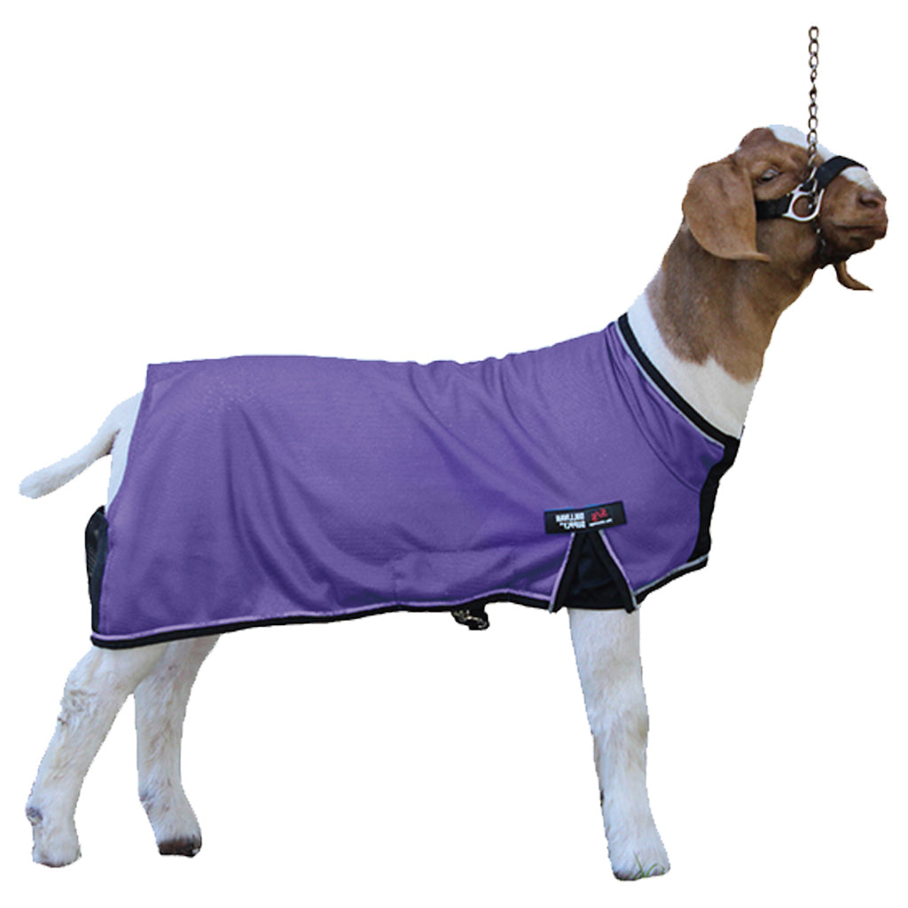 Goat wearing a purple blanket on a white background