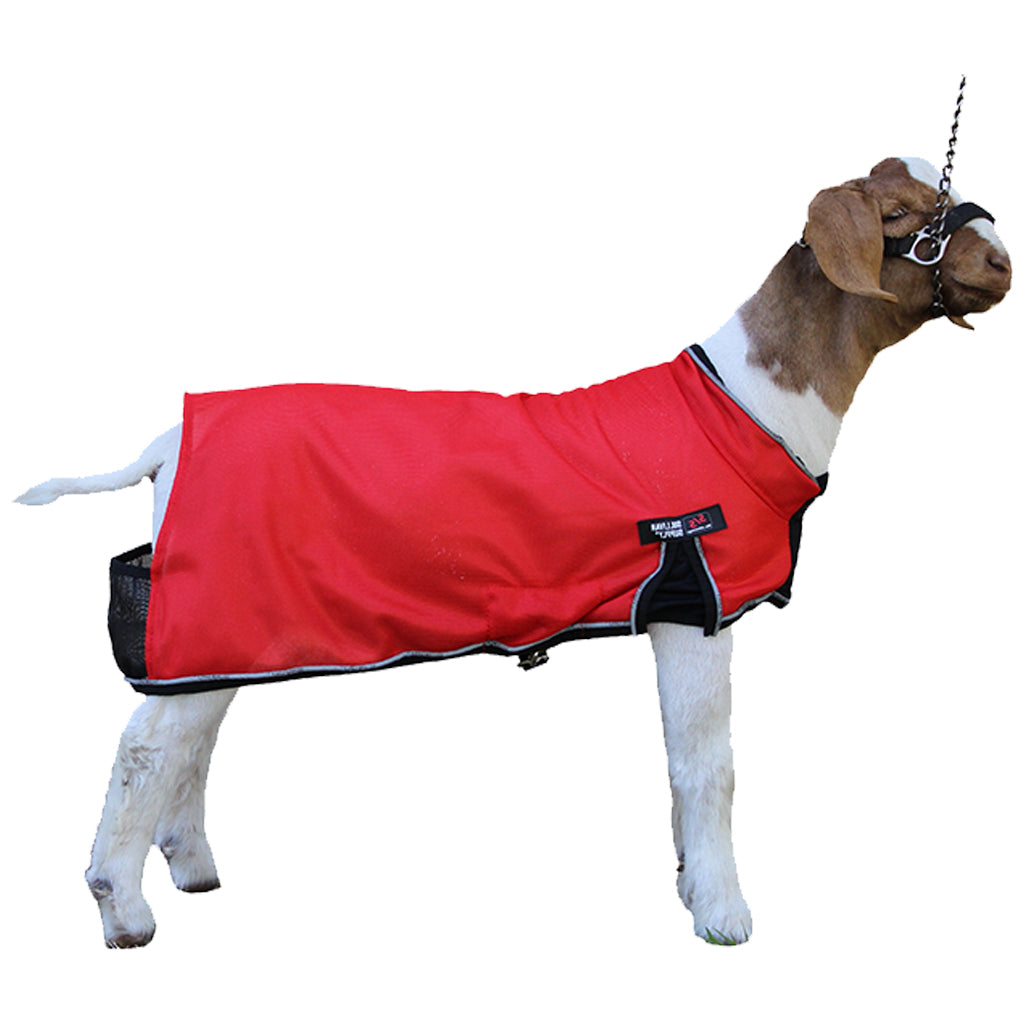 A red horse blanket with black trim and a black neck cover, shown on a brown and white goat against a white background.