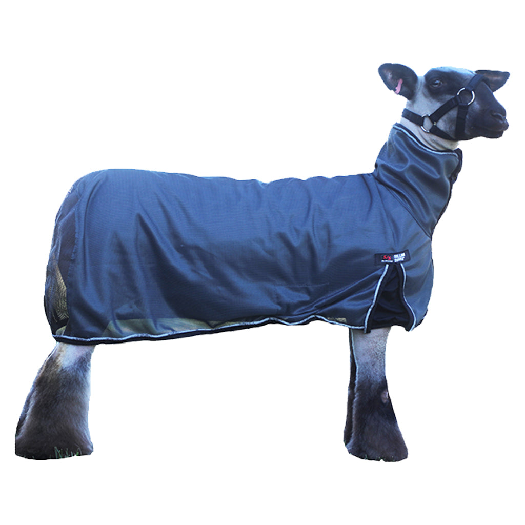 Sheep wearing a blue protective cover against a white background