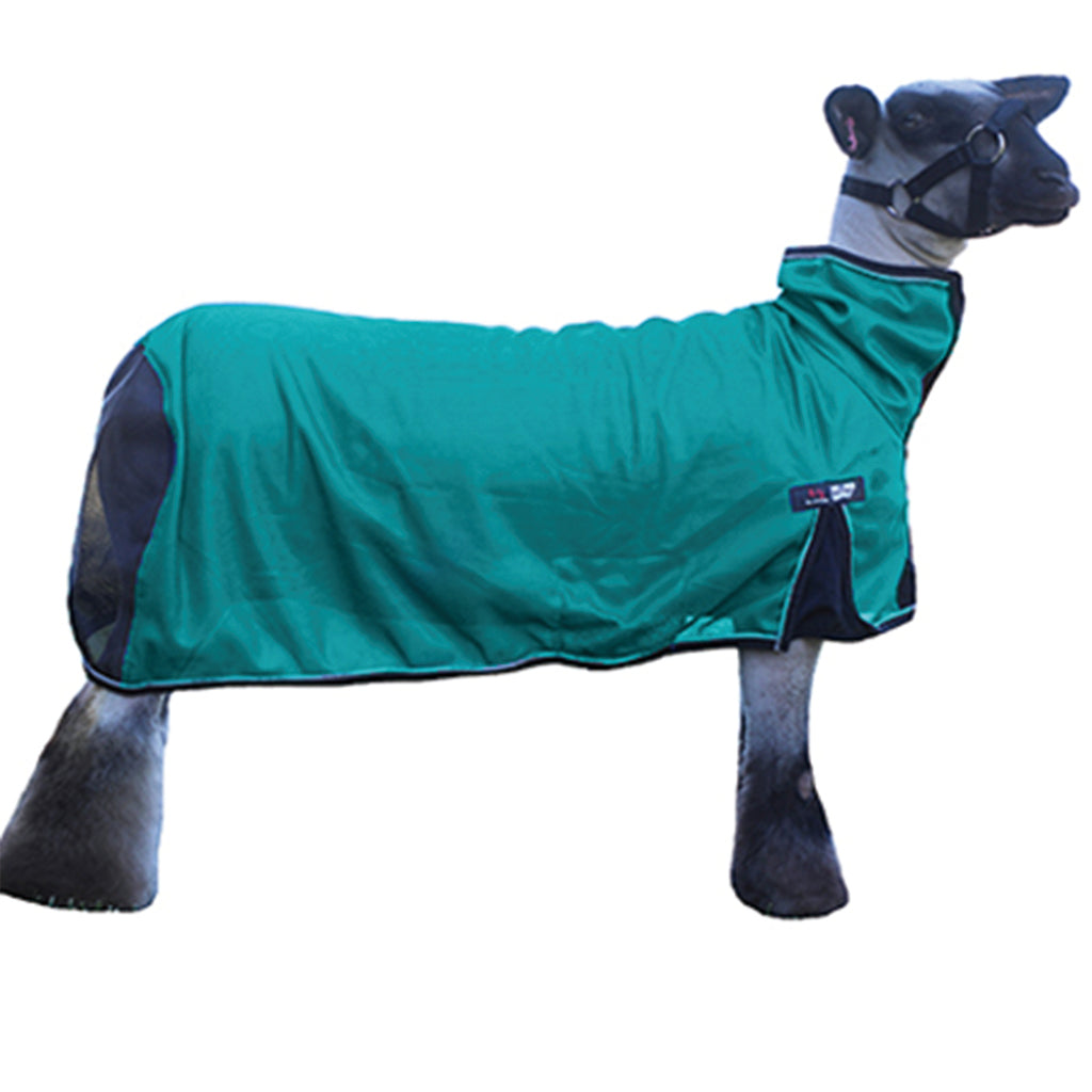 Sheep wearing a green coat on a white background