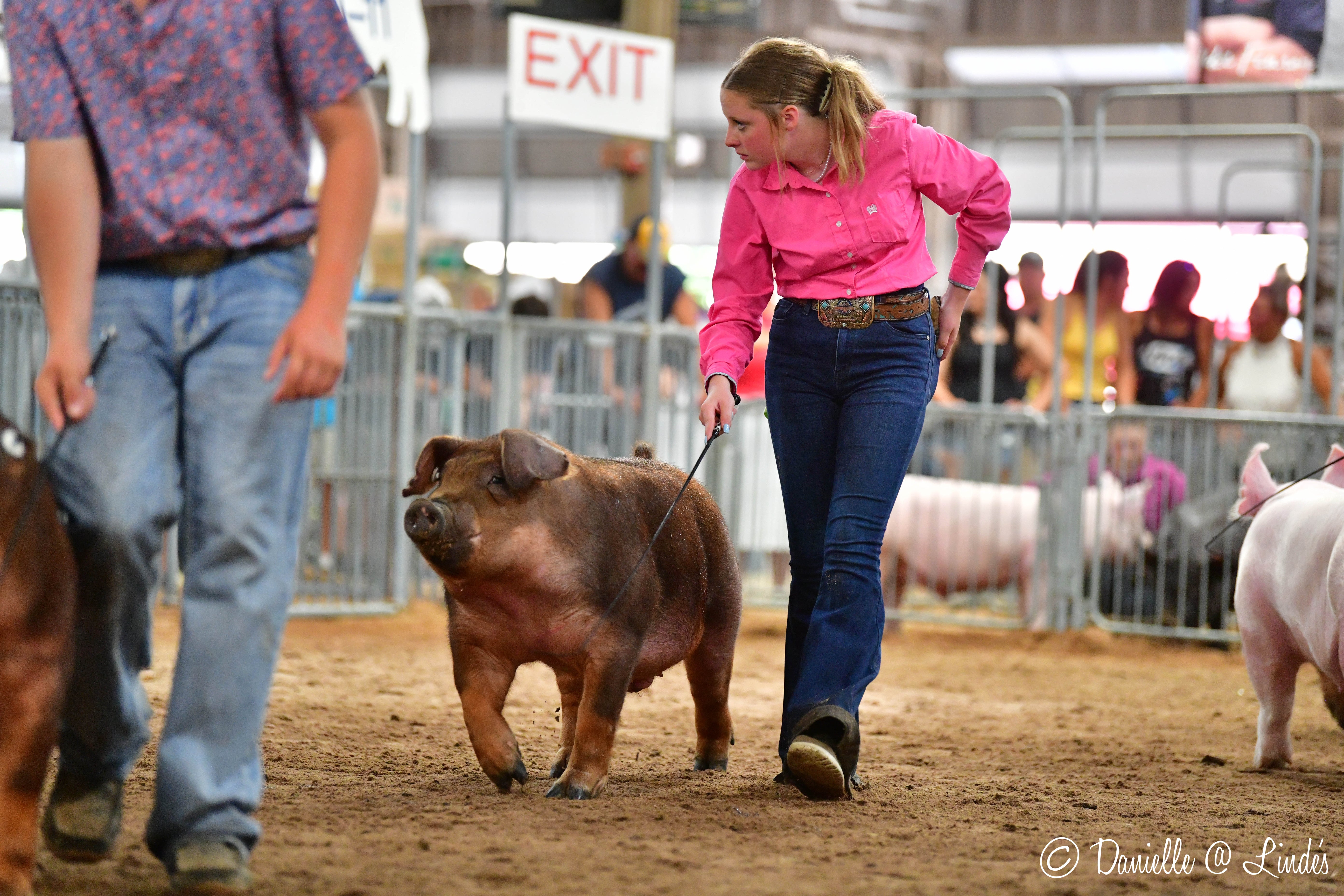 Person walking a pig at a livestock show with other animals and people in the background.