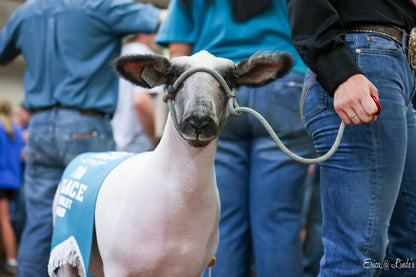 Sheep being led by a person with a crowd in the background