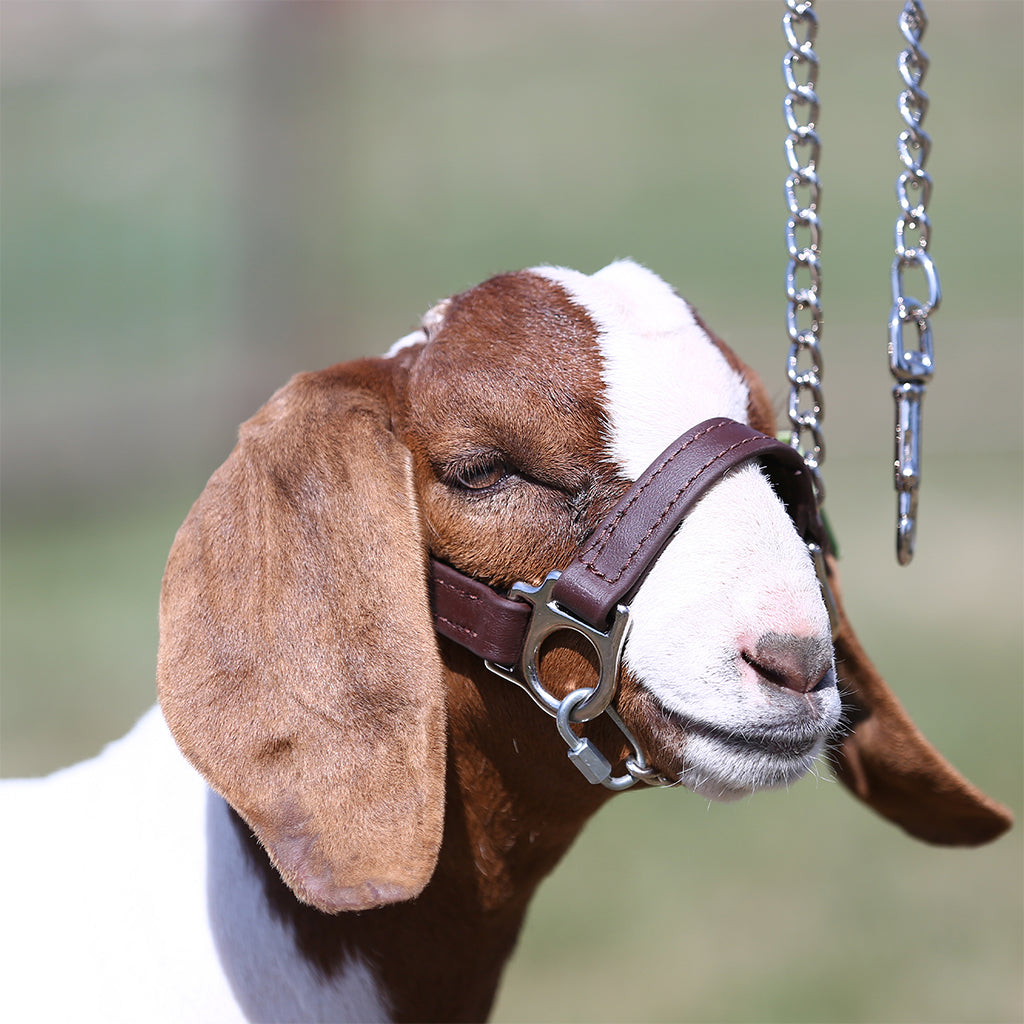 Goat with a bridle on a blurred natural background