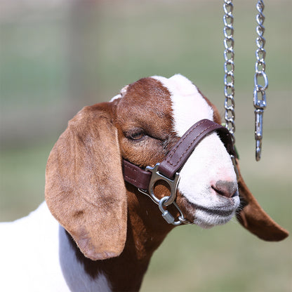 Goat with a bridle on a blurred natural background