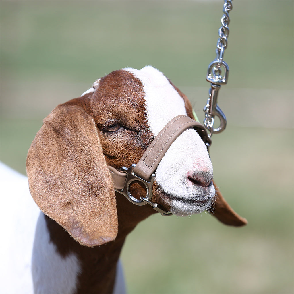 Goat wearing a halter with a blurred natural background
