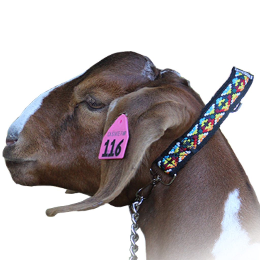 Goat wearing a colorful harness with a pink identification tag on a white background