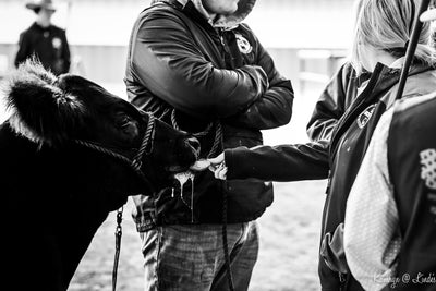 Person interacting with a small cow in an outdoor setting