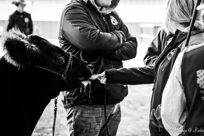 Person interacting with a small cow in an outdoor setting