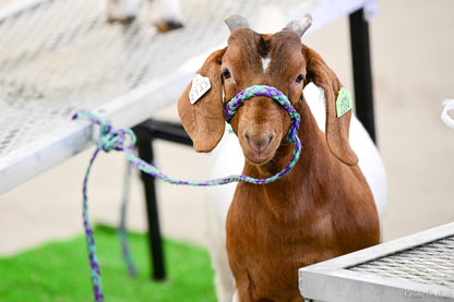 Goat with a colorful rope halter standing.
