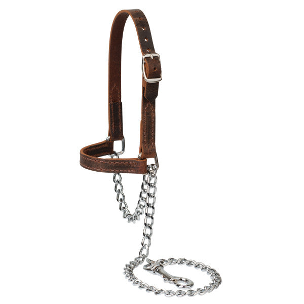 Brown leather halter with metal chain on a white background