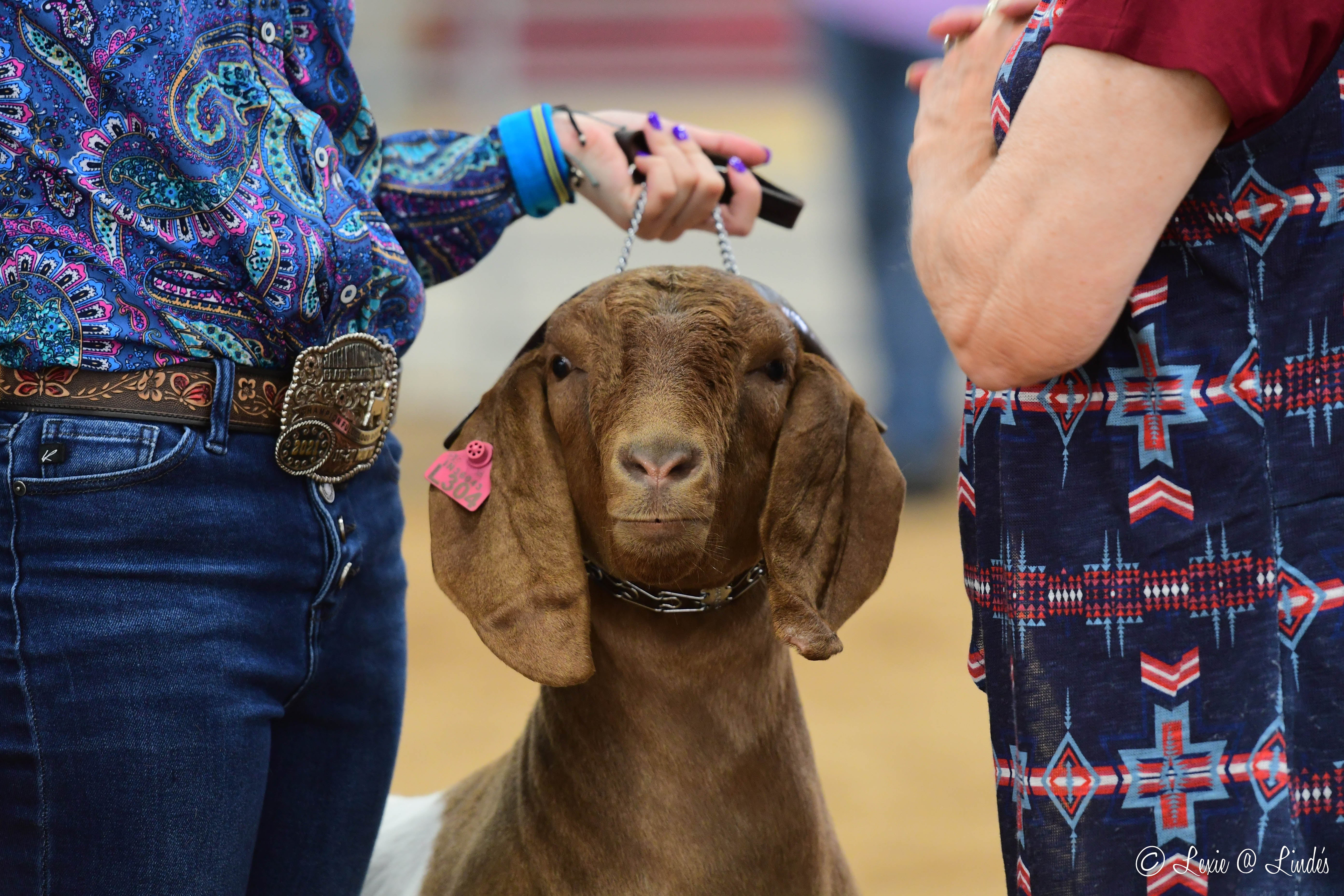 Brown dog with a pink tag on a leash held by a person in a patterned shirt and jeans.