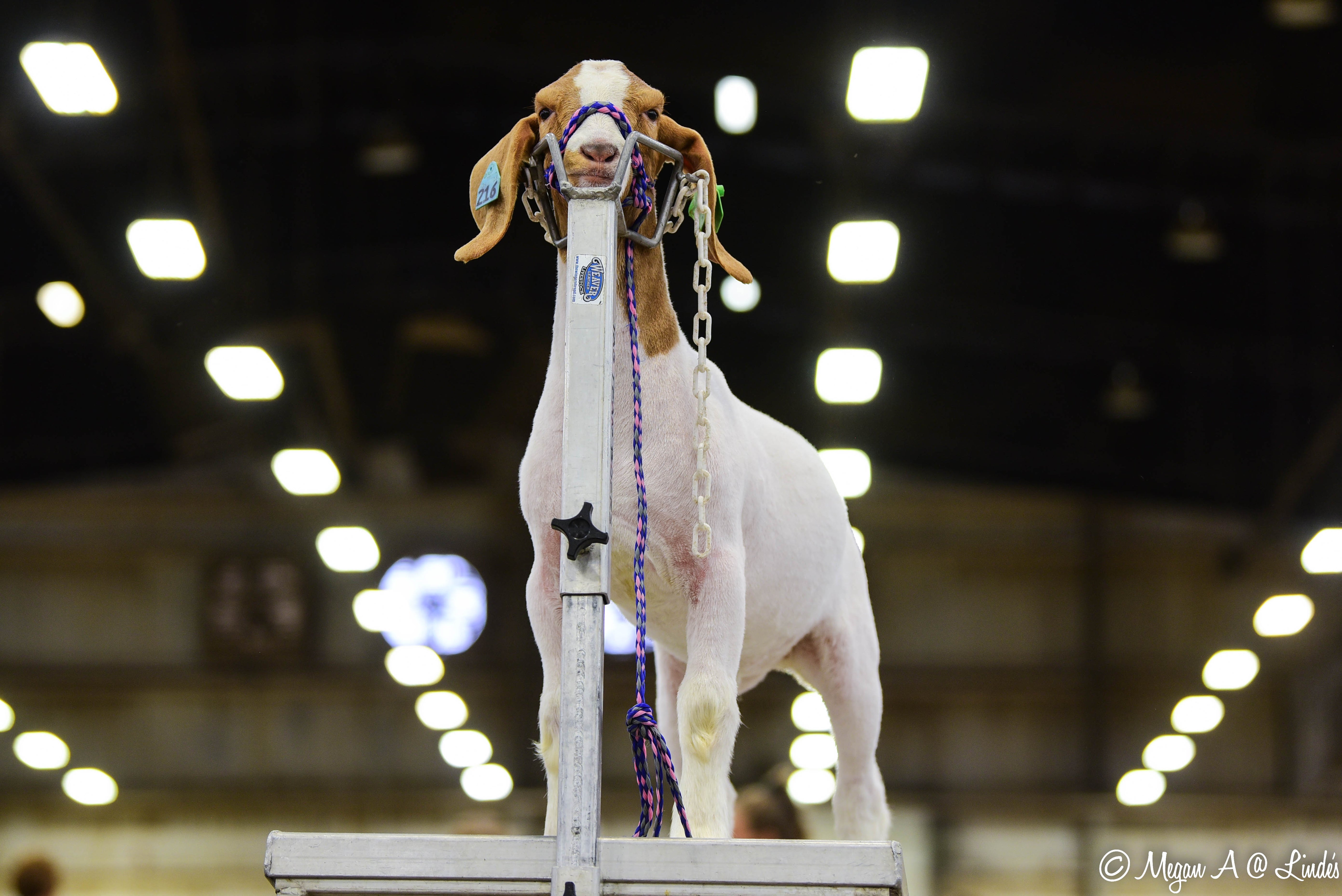 Decorated goat on a pedestal at an indoor event with blurred lights in the background