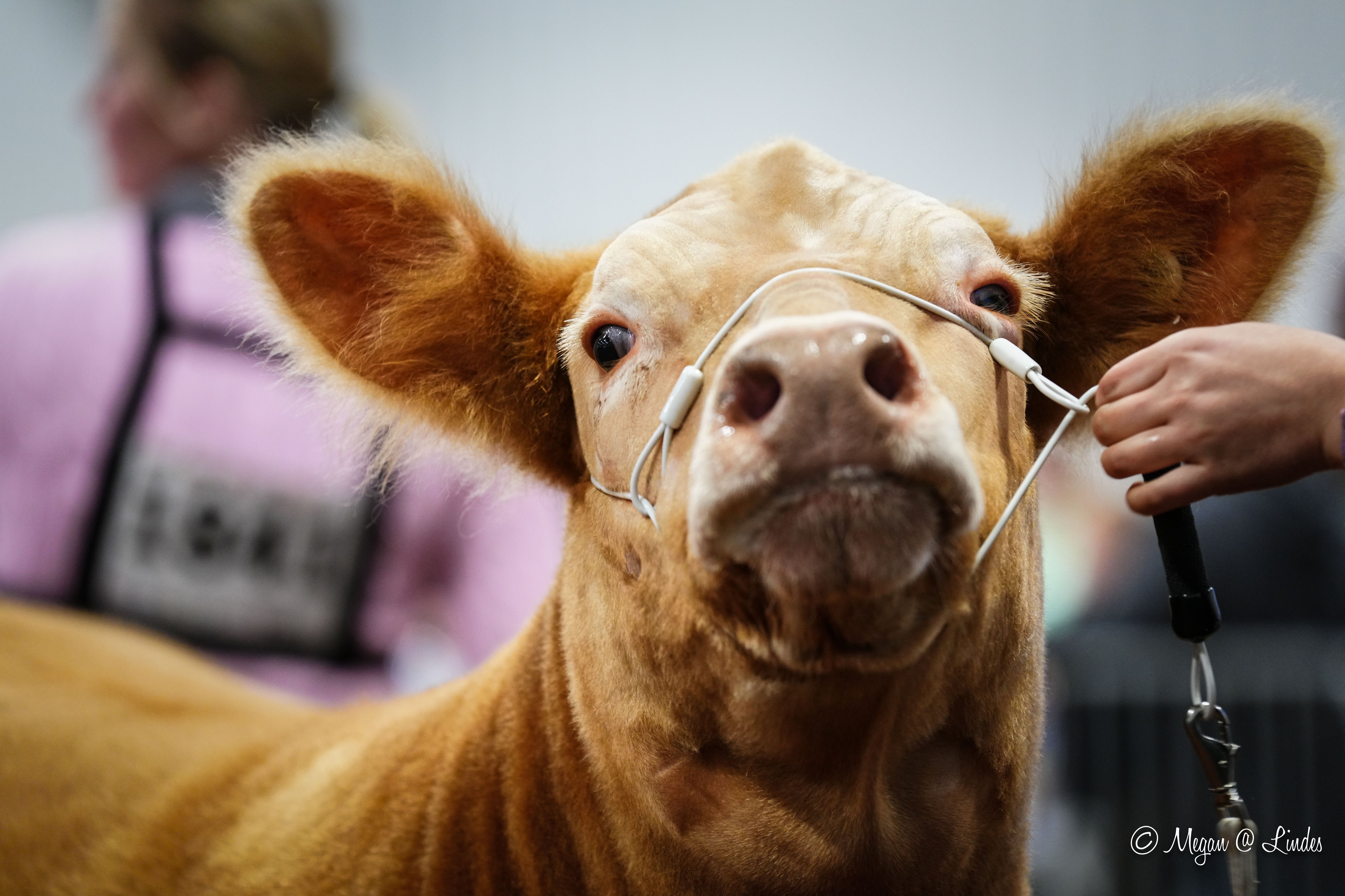 Cow with a halter being held by a person at an agricultural fair