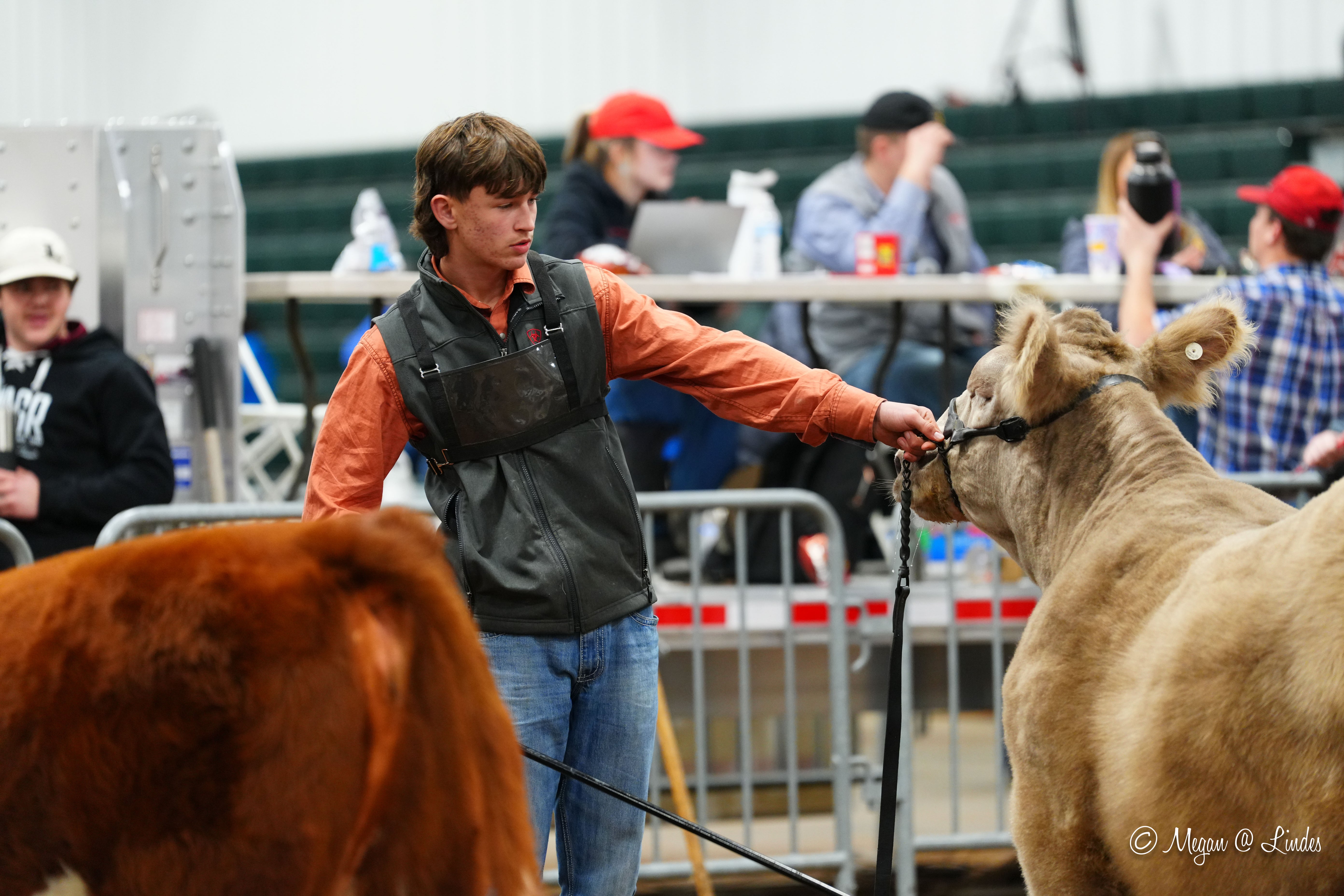 Person guiding a cow at a livestock show with other participants in the background.