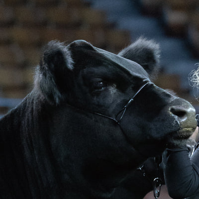 Close-up of a horse's head with a blurred background
