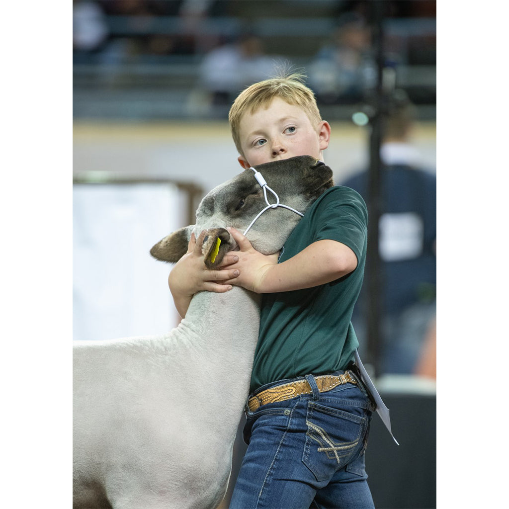 Young boy holding a sheep at an agricultural fair