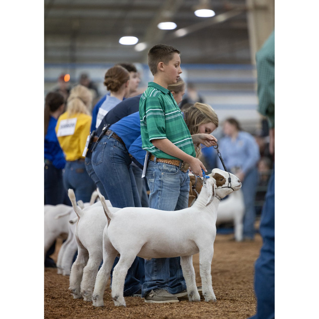 Young boy holding a lamb at a livestock show with other participants in the background.
