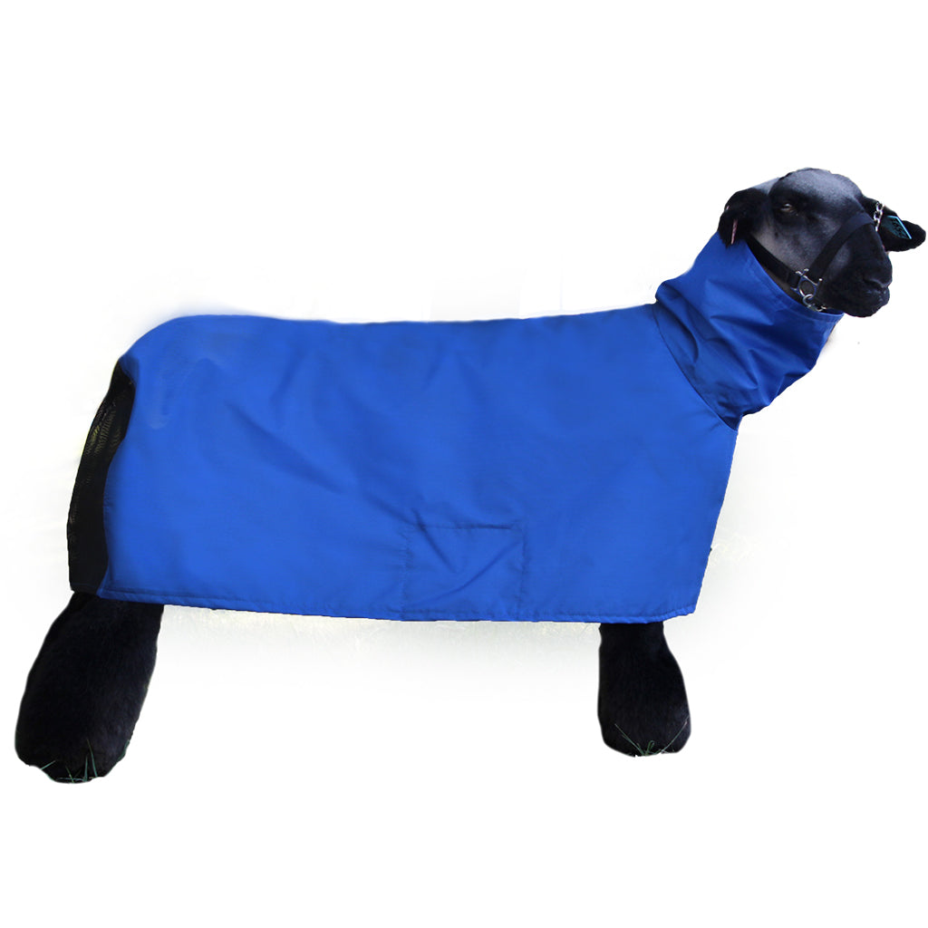 Sheep wearing a blue coat on a white background