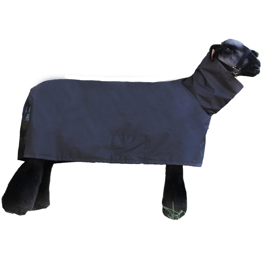 A black sheep wearing a dark navy blue horse turnout blanket with a neck cover, isolated on a white background.