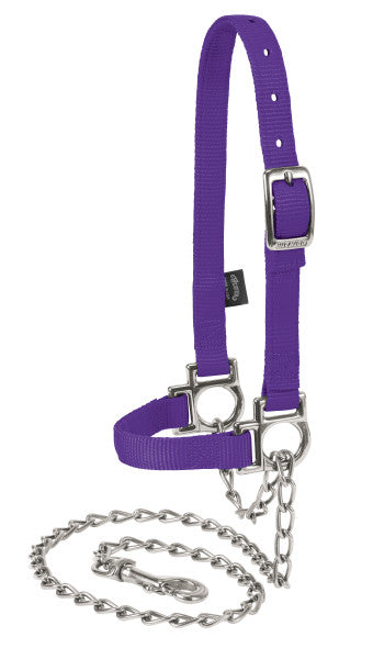 Purple horse halter with chain on a white background