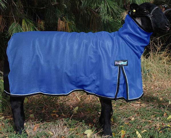 Sheep wearing a blue coat with a visible brand logo in an outdoor setting.