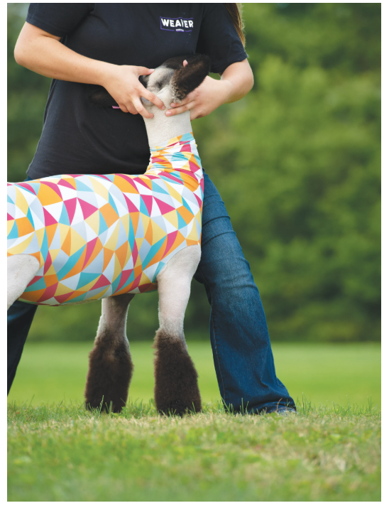 Person holding a decorated sheep in a field